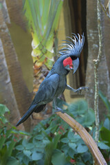 Palm Cockatoo or Great Palm Cockatoo (Probosciger aterrimus), Bali, Indonesia