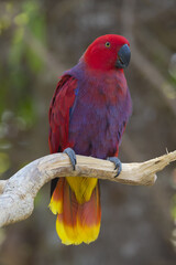 Female Eclectus Parrot (Eclectus roratus), Bali Bird Park, Indonesia