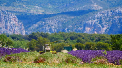 Tractor harvesting field of lavender. Provence landscape.