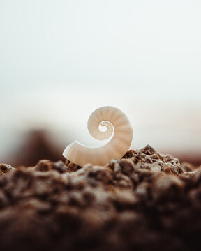 Beautiful perfect sea shell with spiral form in the beach from puerto rico