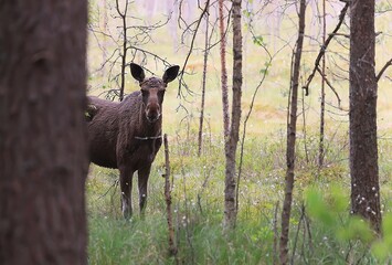 moose in the forest