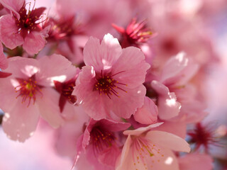 Fototapeta na wymiar 東京の上野公園の桜