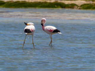 Fototapeta na wymiar Wild Chilean Flamingos, Los Flamencos (Flamingos) National Reserve, San Pedro de Atacama, Atacama desert, Antofagasta, Chile
