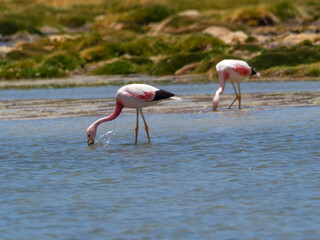 Wild Chilean Flamingos, Los Flamencos (Flamingos) National Reserve, San Pedro de Atacama, Atacama desert, Antofagasta, Chile