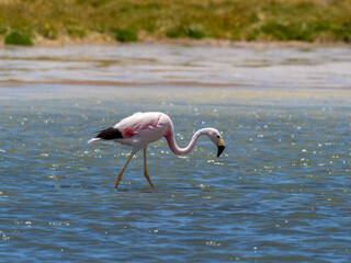 Wild Chilean Flamingos, Los Flamencos (Flamingos) National Reserve, San Pedro de Atacama, Atacama desert, Antofagasta, Chile