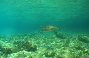 Fototapeta na wymiar underwater scene , caribbean sea , paradise island , Curacao