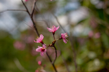 Fototapeta premium Beautiful cherry blossoms blooming in park, Sakura flower background.