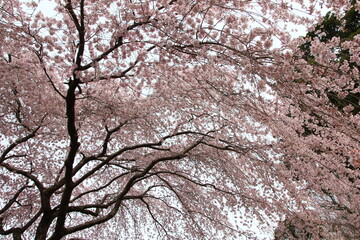 Obraz premium 桜