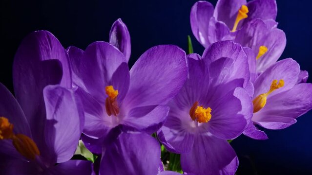 Purple saffron flowers bloom on blue background