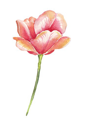 Tulip. Watercolor illustration. Hand-painted