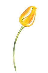 Tulip. Watercolor illustration. Hand-painted