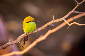 A Green Bee-Eater perching on a branch of a tree