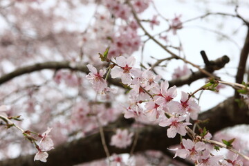 フジザクラ（マメザクラ）