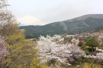 Fototapeta na wymiar 冨士霊園、春の景色。4月満開の桜で華やぐ公園墓地。富士山と桜。