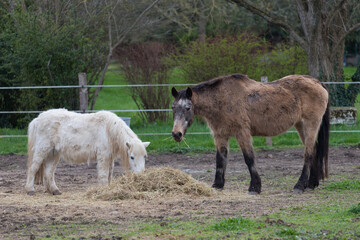 couple de poneys