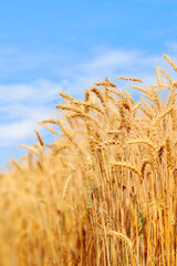 Golden wheat field at sunset with bright blue sky.  Agriculture farm and farming concept