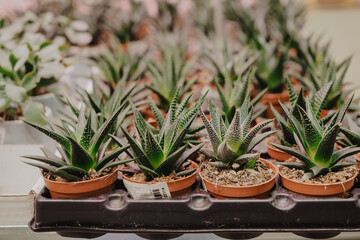 succulents in a flower shop