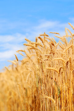 Golden wheat field at sunset with bright blue sky.  Agriculture farm and farming concept