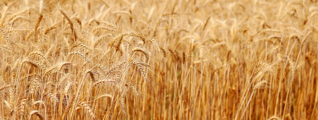 Golden wheat fields. The fully ripe wheat is ready to be harvested. Oats, rye, barley. wheat farming.