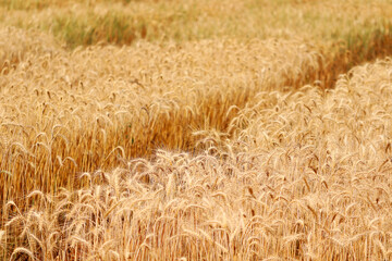 Golden wheat fields. The fully ripe wheat is ready to be harvested. Oats, rye, barley. wheat farming.