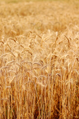 Golden wheat fields. The fully ripe wheat is ready to be harvested. Oats, rye, barley. wheat farming.