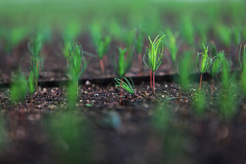 Young coniferous seedlings.Seedlings from seeds in greenhouse.Young green shoots. A new crop.Preparation for new season in agriculture.Selective focus.Out of focus.