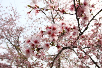 フジザクラ（マメザクラ）