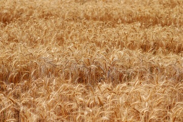 Golden wheat fields. The fully ripe wheat is ready to be harvested. Oats, rye, barley. wheat farming.