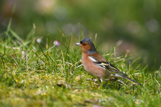 Fringuello (Fringilla coelebs) maschio,ritratto su prato