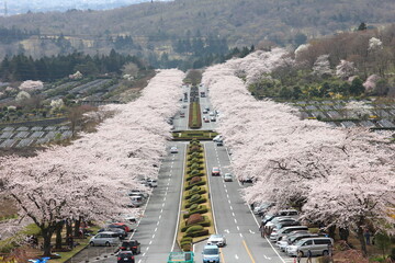 冨士霊園、春の景色。4月満開の桜で華やぐ公園墓地。