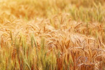 Golden wheat fields. The fully ripe wheat is ready to be harvested. Oats, rye, barley. wheat farming.
