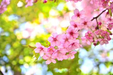 河津桜のアップ