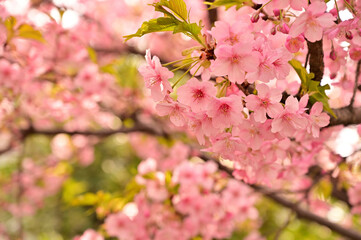 河津桜のアップ
