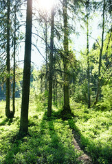 Green trees in summer forest, sunny natural background. beautiful landscape with forest tree trunks. nordic forest