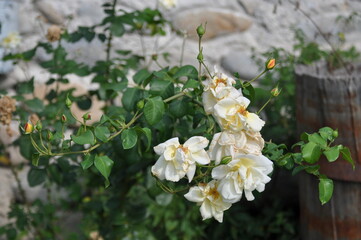 White Rose 10