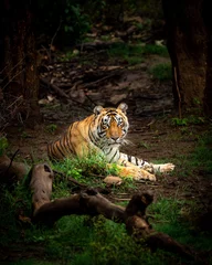 Zelfklevend Fotobehang wild bengal male tiger closeup or portrait in outdoor wildlife jungle safari at sariska national park forest or tiger reserve alwar rajasthan india - panthera tigris tigris © Sourabh