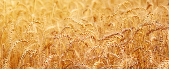 Golden wheat fields. The fully ripe wheat is ready to be harvested. Oats, rye, barley. wheat farming.