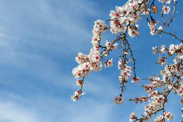 Flowering almond tree branches with blue sky background clouds and copy space