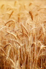 Golden wheat fields. The fully ripe wheat is ready to be harvested. Oats, rye, barley. wheat...