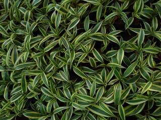 Dracaena reflexa or Song of India ornamental plants in the garden