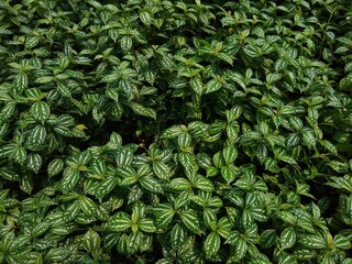the aluminium plant or watermelon pilea (Pilea cadierei) plant, close-up view