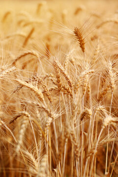 Golden wheat fields. The fully ripe wheat is ready to be harvested. Oats, rye, barley. wheat farming.