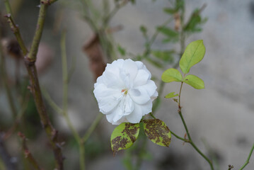 White Rose 1