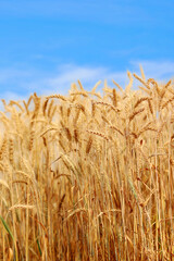 Golden wheat field at sunset with bright blue sky.  Agriculture farm and farming concept