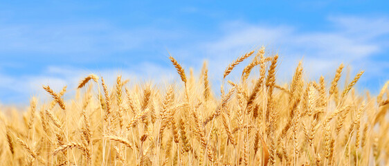 Golden wheat field at sunset with bright blue sky.  Agriculture farm and farming concept