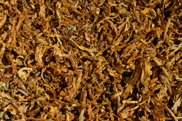 Tobacco golden fresh background and texture, top view close-up