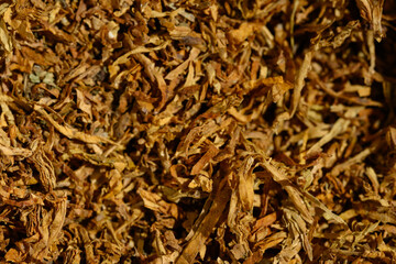 Tobacco golden fresh background and texture, top view