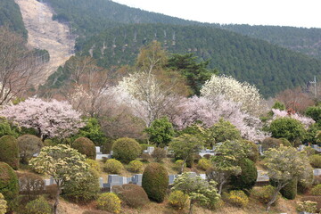冨士霊園、春の景色。4月満開の桜で華やぐ公園墓地。