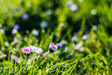 daisy flowers in morning dew with natural bokeh, soft focus