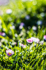 daisy flowers in morning dew with natural bokeh, soft focus © Miroslawa Drozdowski